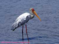 Yellow-billed Stork