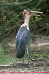 Standing