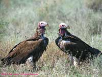 Two vultures