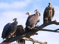 White-backed Vulture