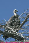 In branches