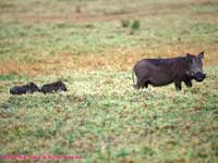 With piglets