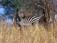 Zebra in Grass