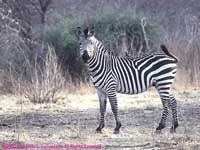 one zebra