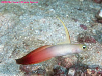 flame goby