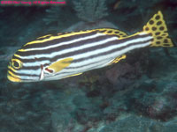 oriental sweetlips