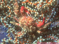 crab on coral