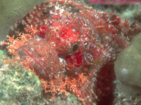 scorpionfish