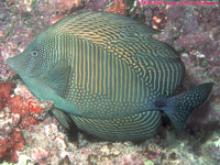 surgeonfish