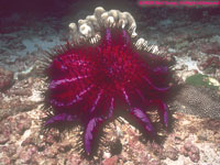 crown-of-thorns starfish