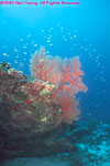 sea fan