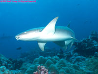 nurse shark