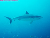 silvertip shark