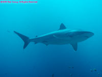 silvertip shark