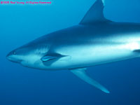 silvertip shark closeup