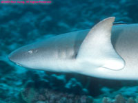 nurse shark closeup