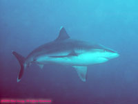 silvertip shark