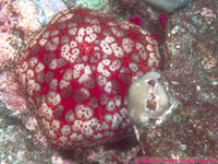 cushion star