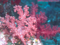 soft coral