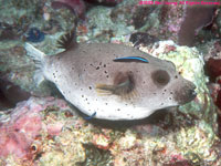 puffer at cleaning station
