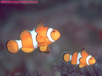 clownfish