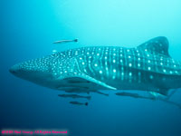 whale shark