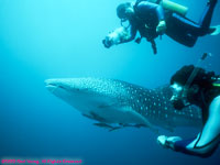 whale shark