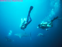 whale shark