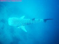 whale shark