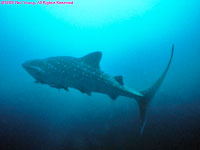 whale shark