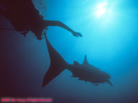 whale shark