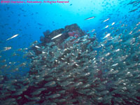 silversides