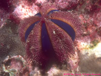 sea urchin