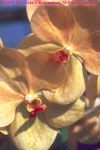 yellow orchid