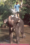 washing elephant