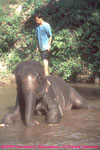 elephant in the river