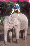 elephant and mahout