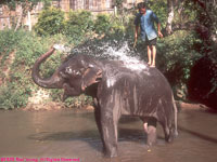 washing elephant