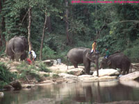 elephants in the river