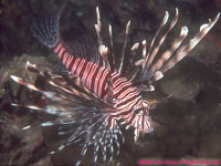 lionfish