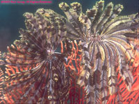 two crinoids