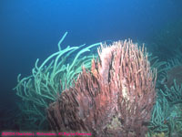 giant barrel sponge