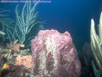 giant barrel sponge