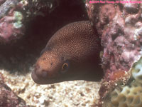 goldentail moray eel