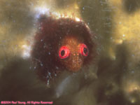 secretary blenny