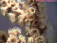 tube coral