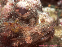 spotted scorpionfish