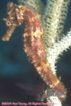 seahorse