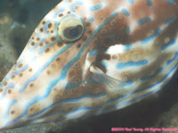 scrawled filefish