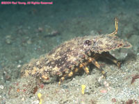 slipper lobster